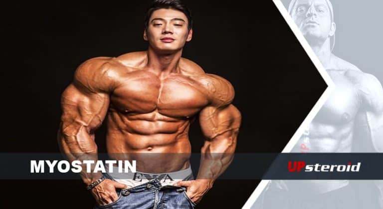 myostatin