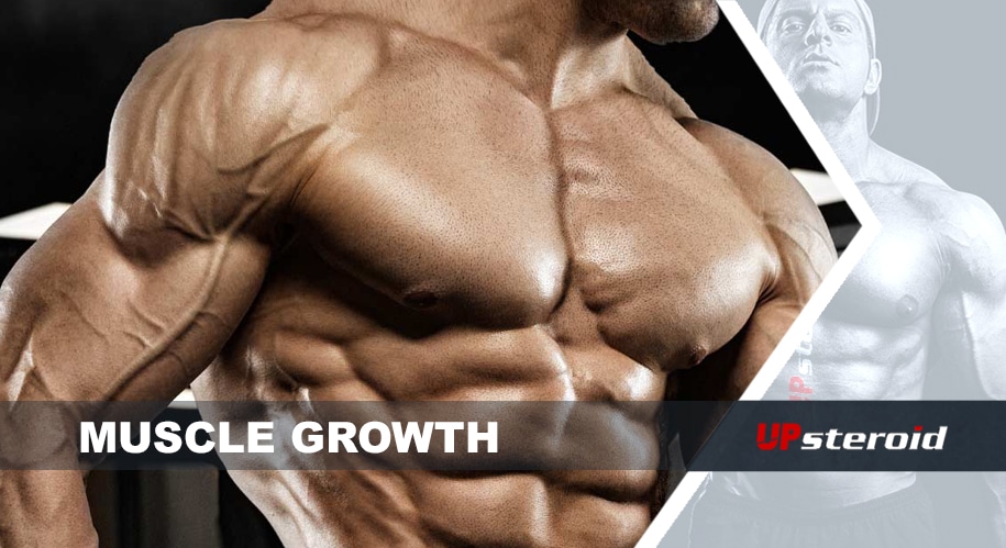 muscle growth up