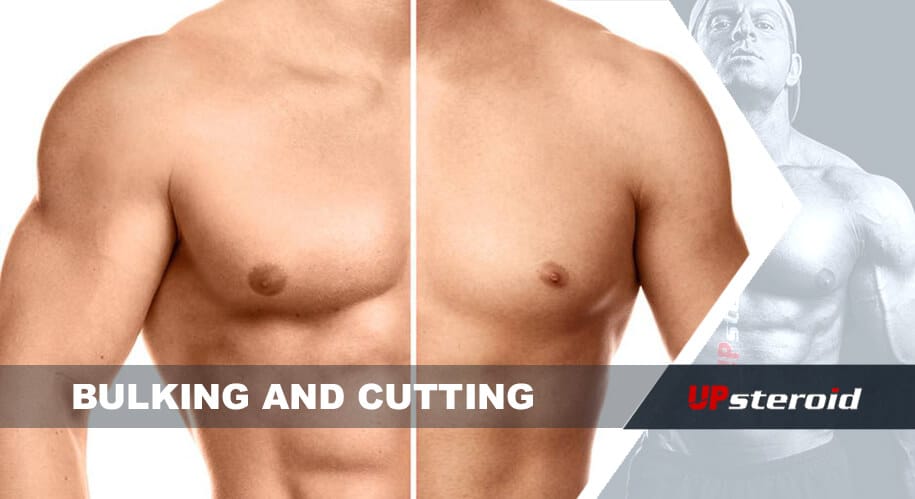 up blog bulking cutting cycle